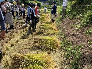 稲刈り③③