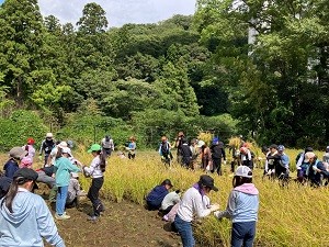 稲刈り④④