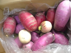 12月１２日紅芯大根HP