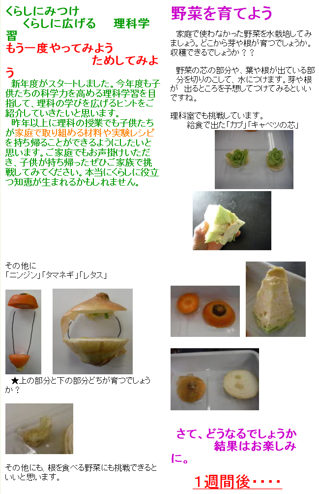 野菜を育てよう