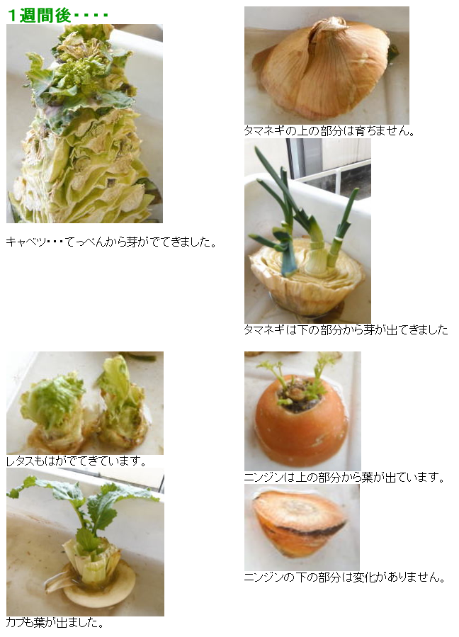 野菜を育てよう・1週間後